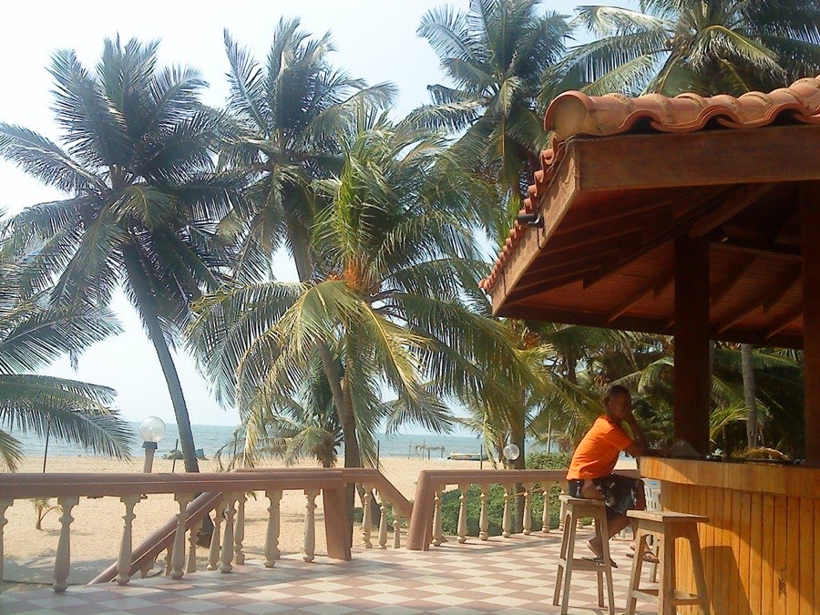 Palms along the front of the house